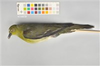 藏品(綠鳩)的圖片